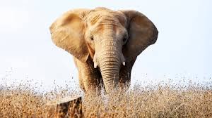HBO-elephants